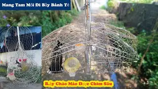 Together with my brothers, I brought 3 crested birds for bait to go to the Banh Te trap || Catching