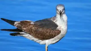 Juvenil de gaviota