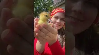 утя #дарьиндвор #куры #утята