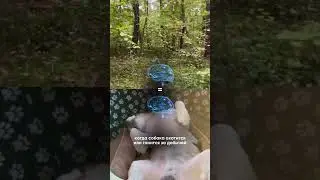 Как думаете, что сниться вашим собакам?)