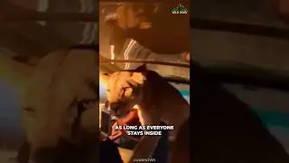 Why Lions Dont Attack Safari Jeep?