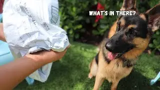 Surprising My Dogs With Their Favorite Toy