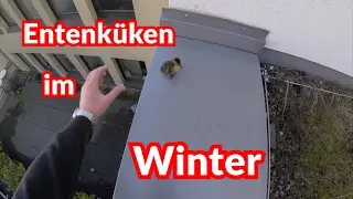Entenküken im Winter - Tiernotruf #68