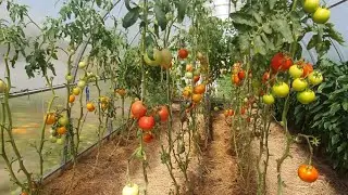 Томаты 2021. Обзор сортов и гибридов