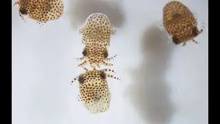 Squid in Space: How Research Could Help Bolster Human Health