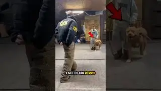 Military Dog Shows Off His Skills 🤯(explained)