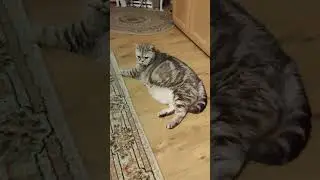лежанка для котов