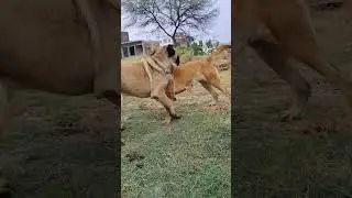 #viral