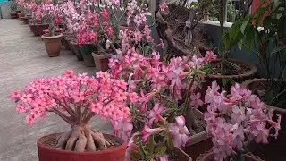 Get Tons of Adenium Flowers 3 Simple Tips