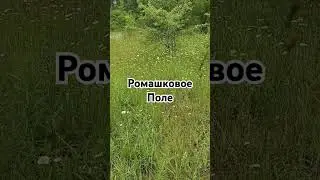 17 июня 2024 г.