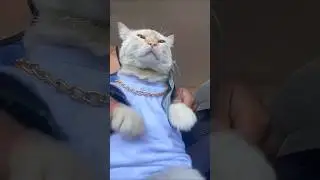 Funny cat dance😻🕺🏼