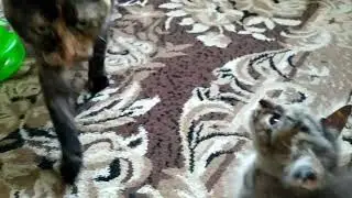 Выброшенный котенок 😿