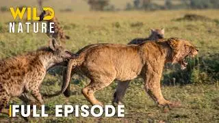 Hostile Planet (FULL EPISODE) | Battle for Survival in Predator Territory | Animal documentary