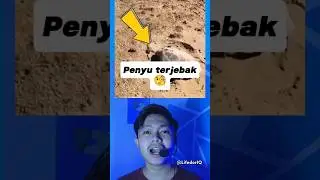 Penyu yang terjebak di daratan dan kembali selamat.. 😮 #shorts