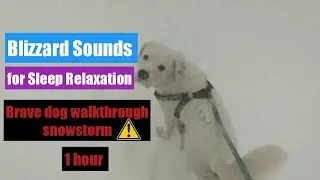 Blizzard Sounds for Sleep  Relaxation 🌬️ doggie rascal