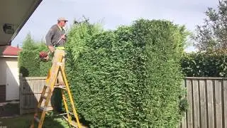 Hedge trimming how to get that straight edge.(How to trim a hedge)