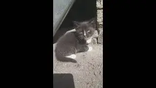 Милые котята
