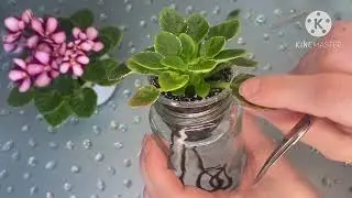 Отделяем пасынки на мини-фиалке.