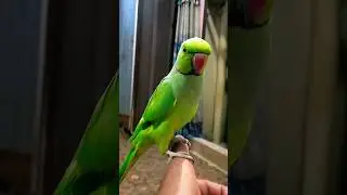 mittu mittu ko kiy howa//#youtubeshorts #shorts
