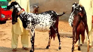 Big Makhi Cheeni Sahiwal Beetal Goats - Shahpur Kanjra Mandi Lahore 2019