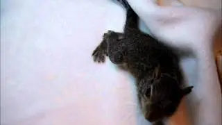 16 March 2012 Paralyzed Juvenile 21 March Update c.AVI.wmv