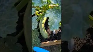 УРОЖАЙ КАБАЧКОВ. СОРТ 