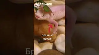 Как определить пол тритона