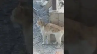 A romantic cat.