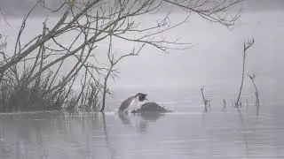 Parende futen in de mist