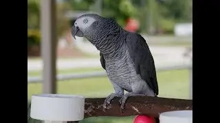 Попугай  и кот . Новая серия.