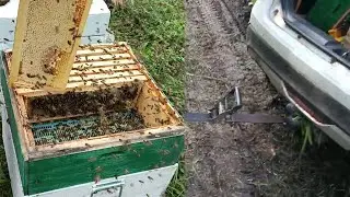 Отбор мёда с Гречки – Буксуем