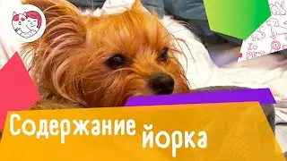 3 особенности содержания йоркширского терьера