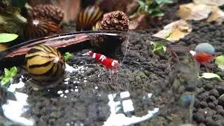 Hamile Red Ruby Karides 😊 🦐 Taiwan Bee Red Ruby Shrimp