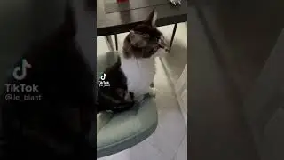 Кот говорит слово мама! Учим кота говорить! Шок!