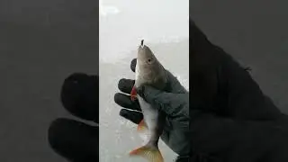 поймала окуня...