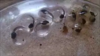 Metamorphosis Dart Frog