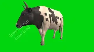 Green Screen Cow | No Copyright | Intro Green Screen