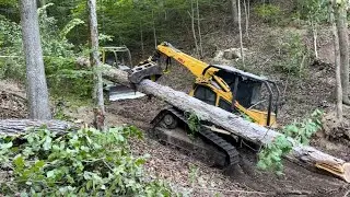 Walking a big white oak up a steep hill with the Bell Ultra T Feller Buncher!!
