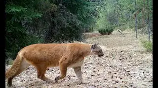 Wolf & Cougar React to Trail Camera