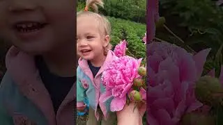 Зацвели пионы и первый урожай земляники 🌺🍓