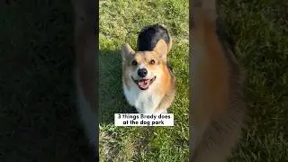 3 Funny Things My Corgi Does at the Park 