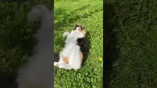 Циля нежится на солнышке! 