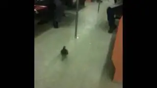 pigeon.MOV