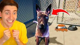 O NOVO JOGO SIMULADOR de CACHORRO!!! (Canil Simulator)