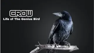 Crows  ||  The Genius Birds Among Us