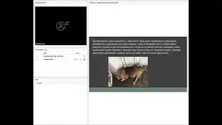 Абдоминальная боль у животных. Лабораторные исследования. Методы визуальной диагностики.
