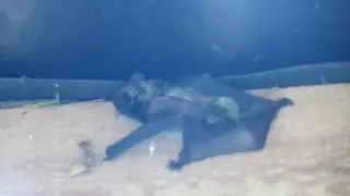 Утренний  сюрприз в Подъяблочном