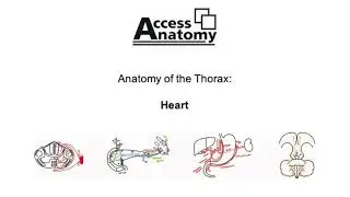 Anatomy of the Thorax 6 - Heart