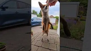 I Taught A Wild Fox To Stand Up On Her Hind Legs