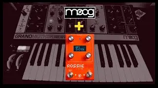 Moog Grandmother | GFI System Rossie | Synth Jam/Demo | Does it compare to the Ladder filter?